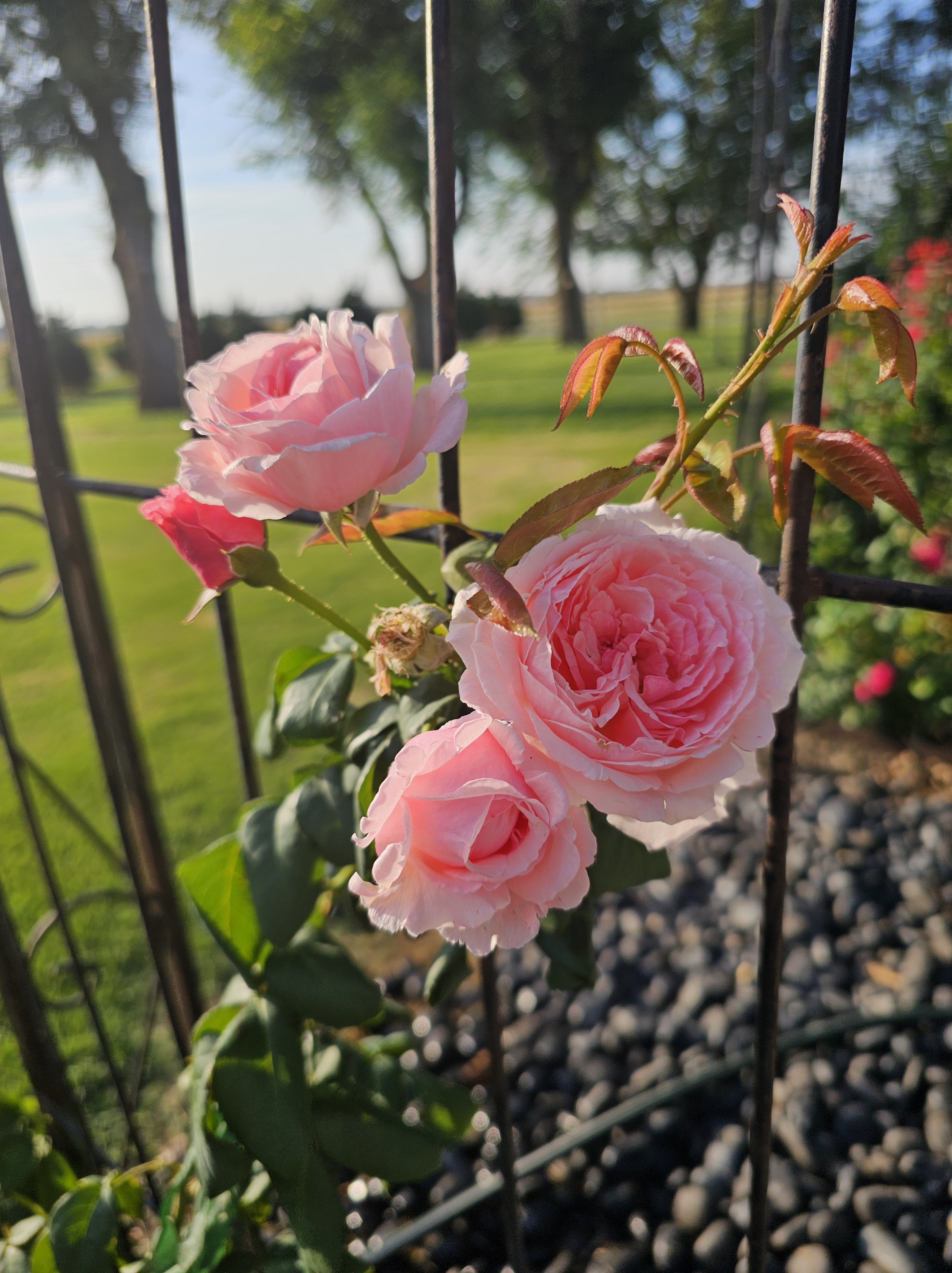 Kiss me Kate climbing rose on arch in my garden.