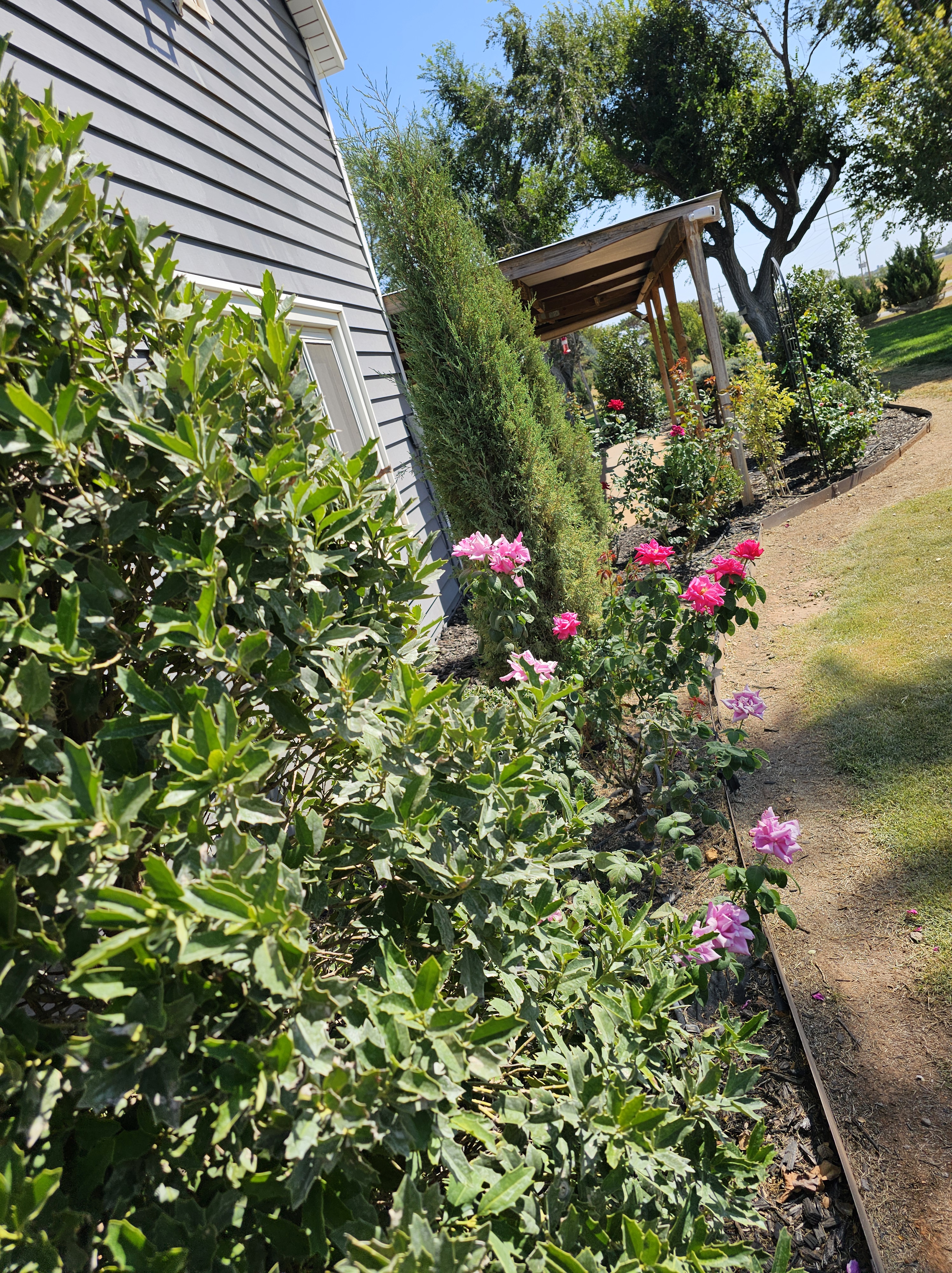 New landscaping with roses, holly bushes and juniper trees.