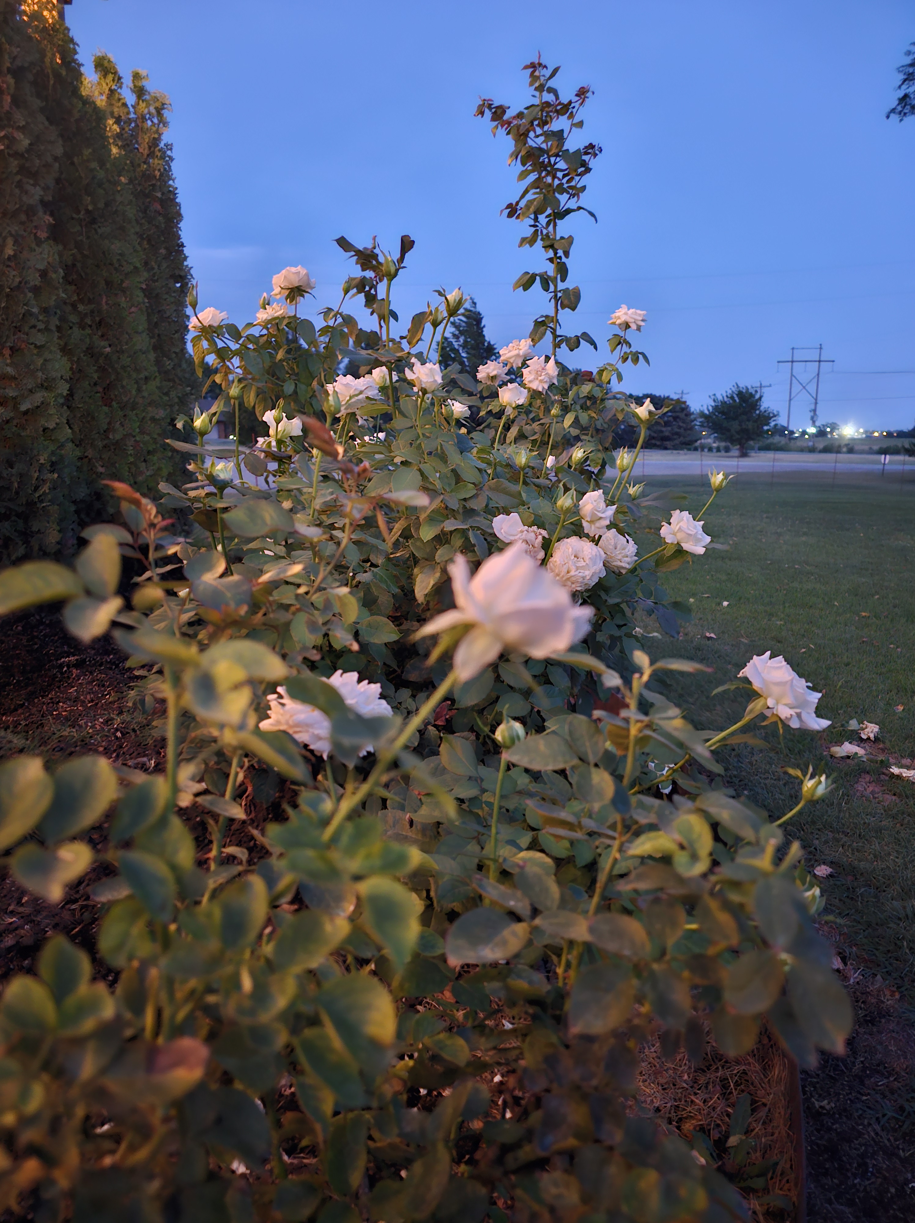 White Roses at Night