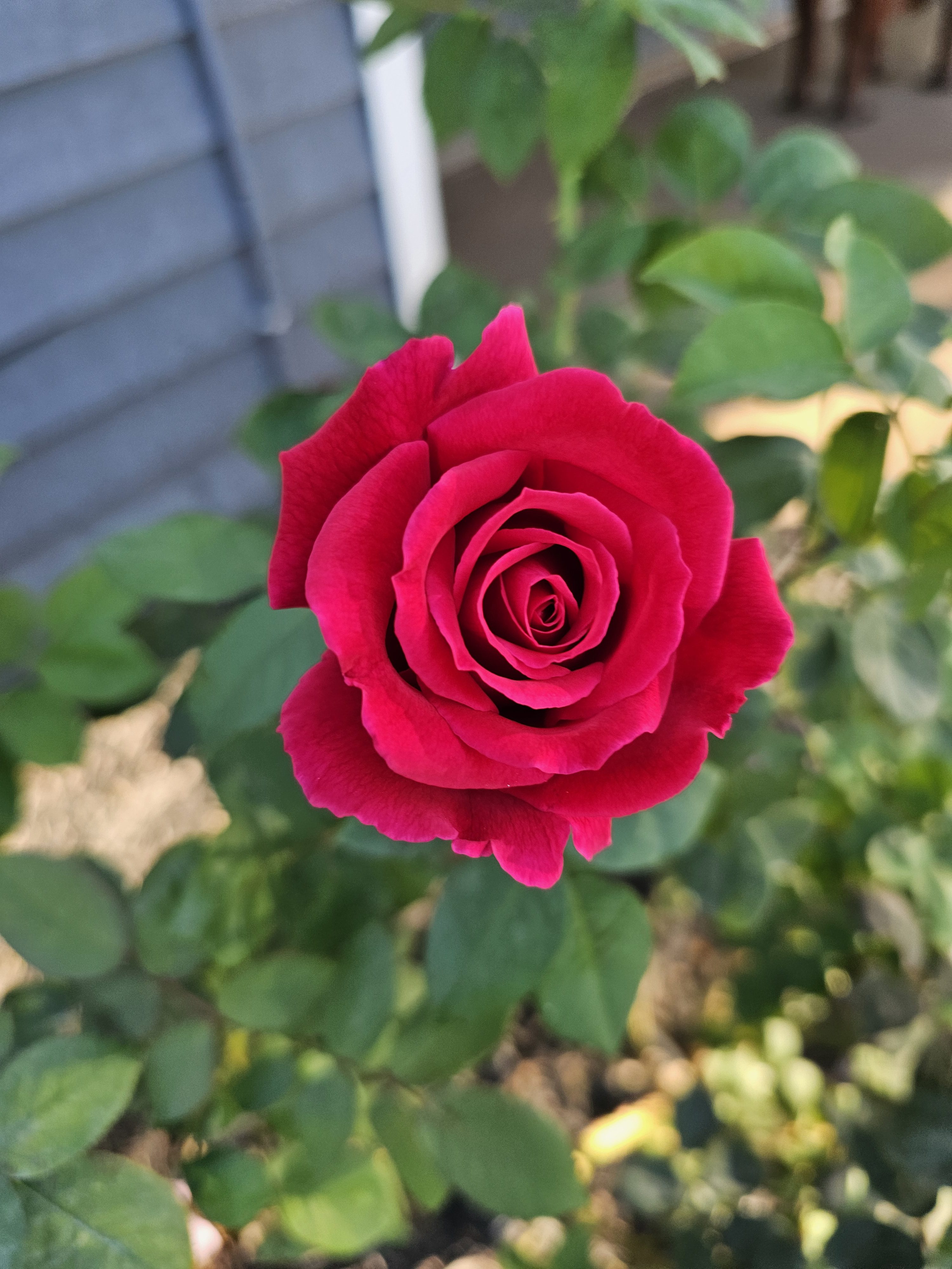 Mister Lincoln Rose